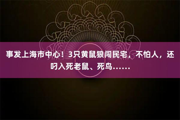 事发上海市中心！3只黄鼠狼闯民宅，不怕人，还叼入死老鼠、死鸟……